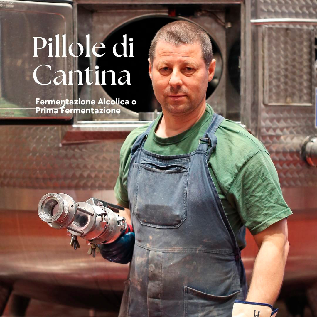 Cantina di Carpi e Sorbara Pillole di Cantina
