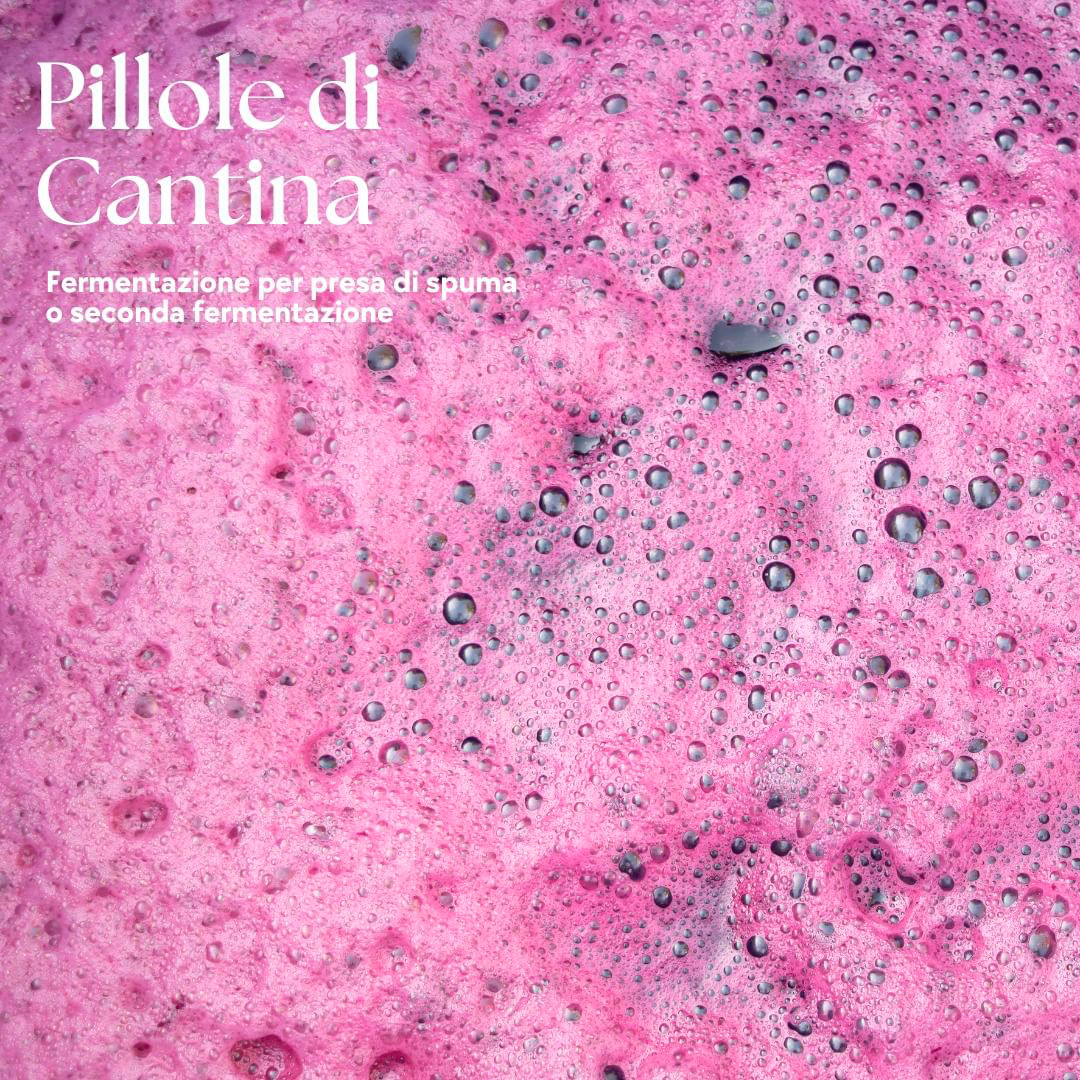 Cantina di Carpi e Sorbara Pillole di Cantina